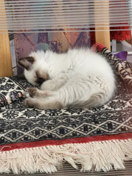 Heilige Birma Babykätzchen