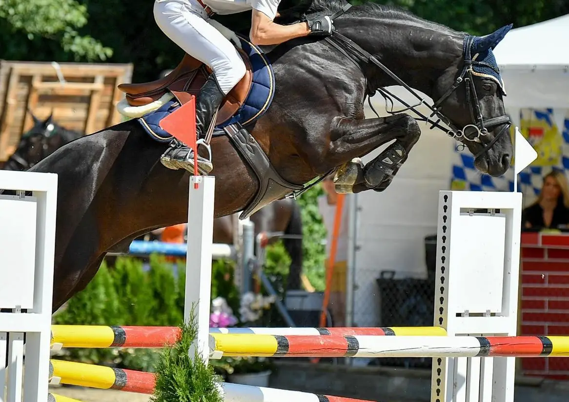 Bieten Reitstunden in Springen oder Dressur