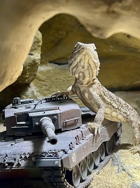 Zwergbartagamen Weibchen mit Terrarium