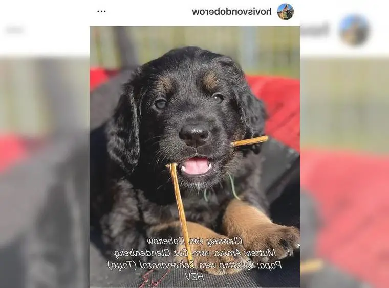 Wunderschöne, wesensfeste Hovawart Welpen von Doberow