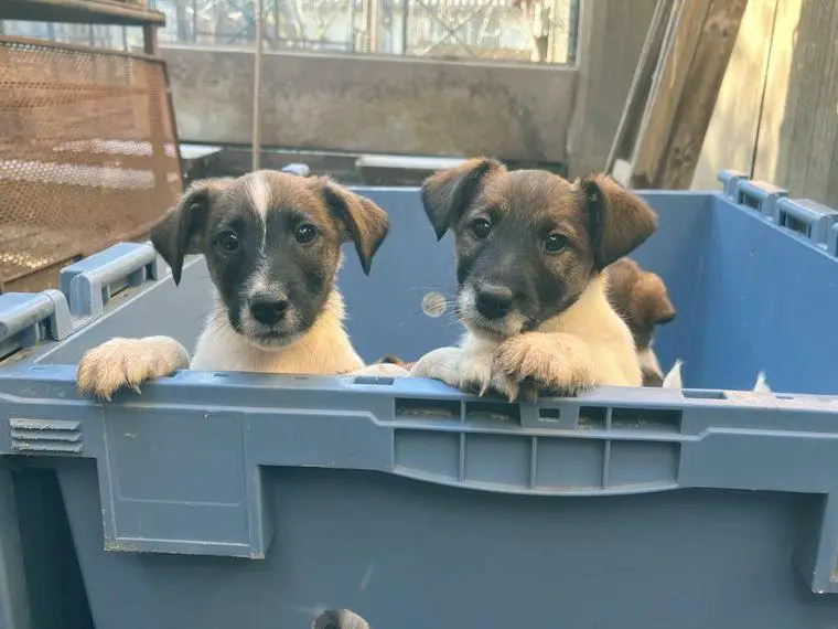 Foxterrier Welpen in liebevolle Hände abzugeben