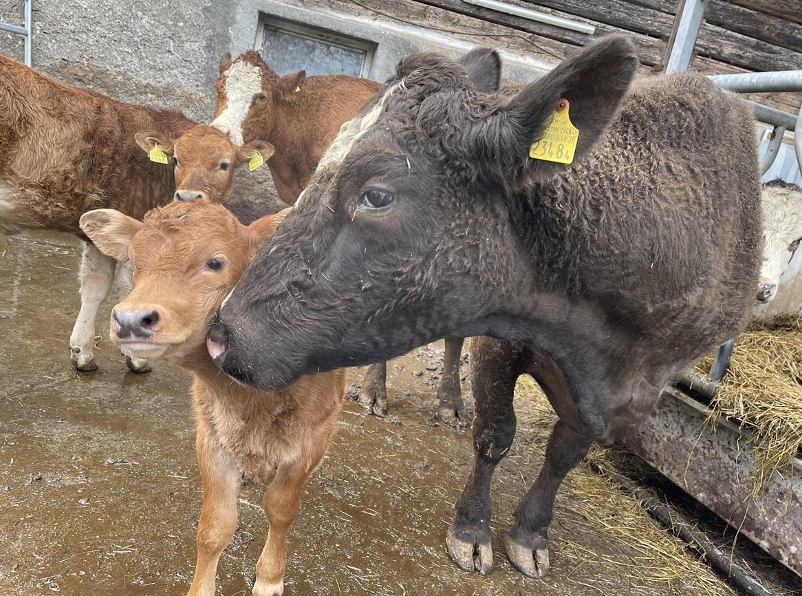 Mutterkuh Jahrgang 2017 mit 5. Kalb zu verkaufen