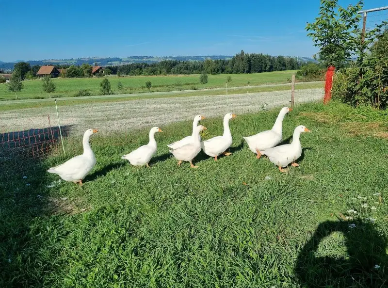 Diepholzer Gans Jungtiere zu verkaufen