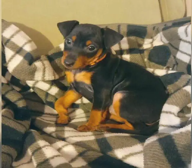 Rehpinscher Welpen