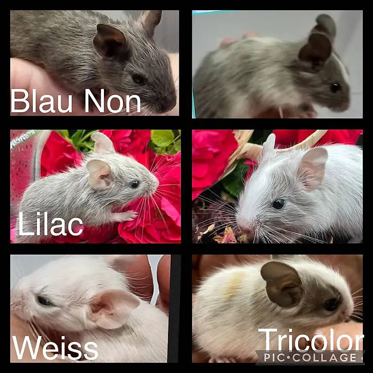 Degus Degu Beibys in verschiedenen Farben suchen euch