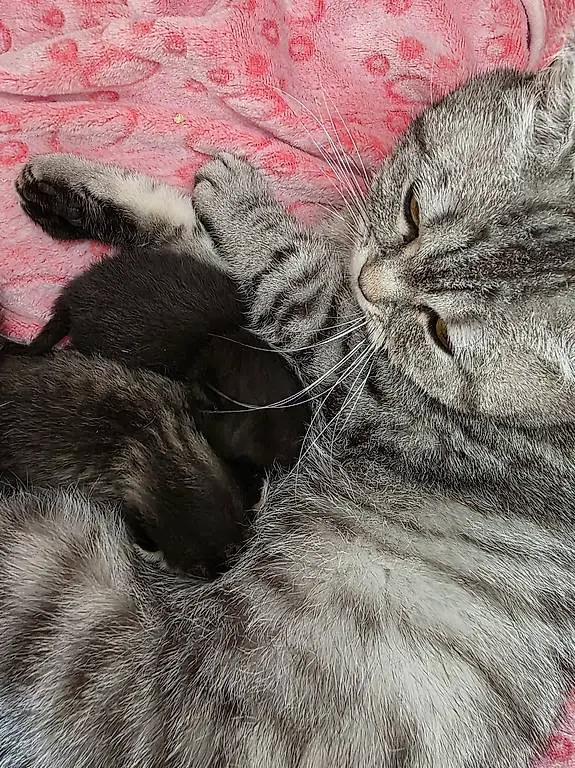 Britisch Kurzhaar Kitten BKH