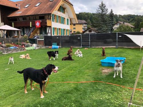 Tane"s Petsitting - der Hundehort im Bauernhaus