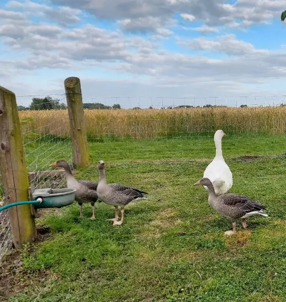Drei Graugänse, Gans, Gänse, Ganter, Gössel