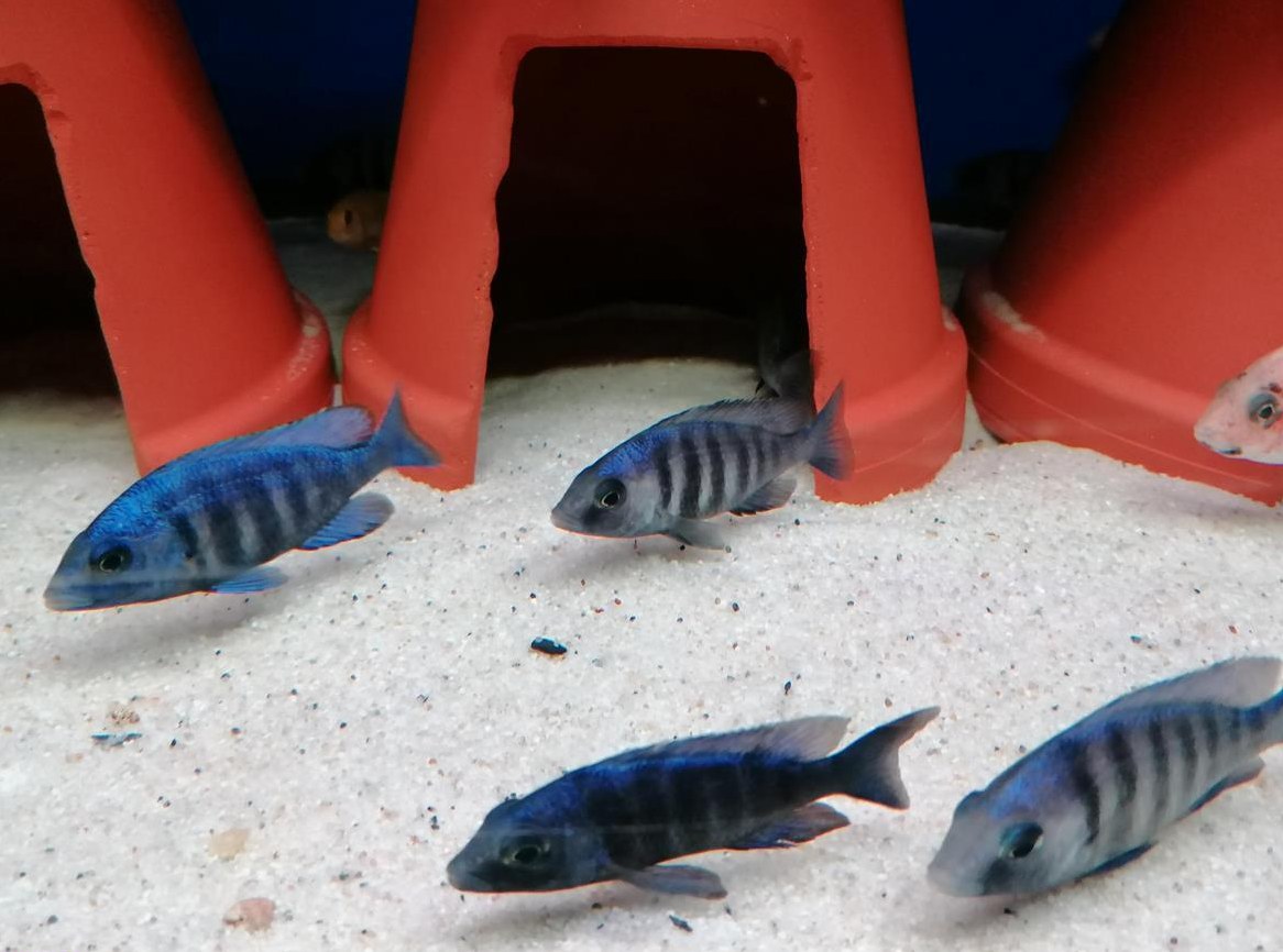 Malawisee Buntbarsche, Placidochromis phenochilus tanzania