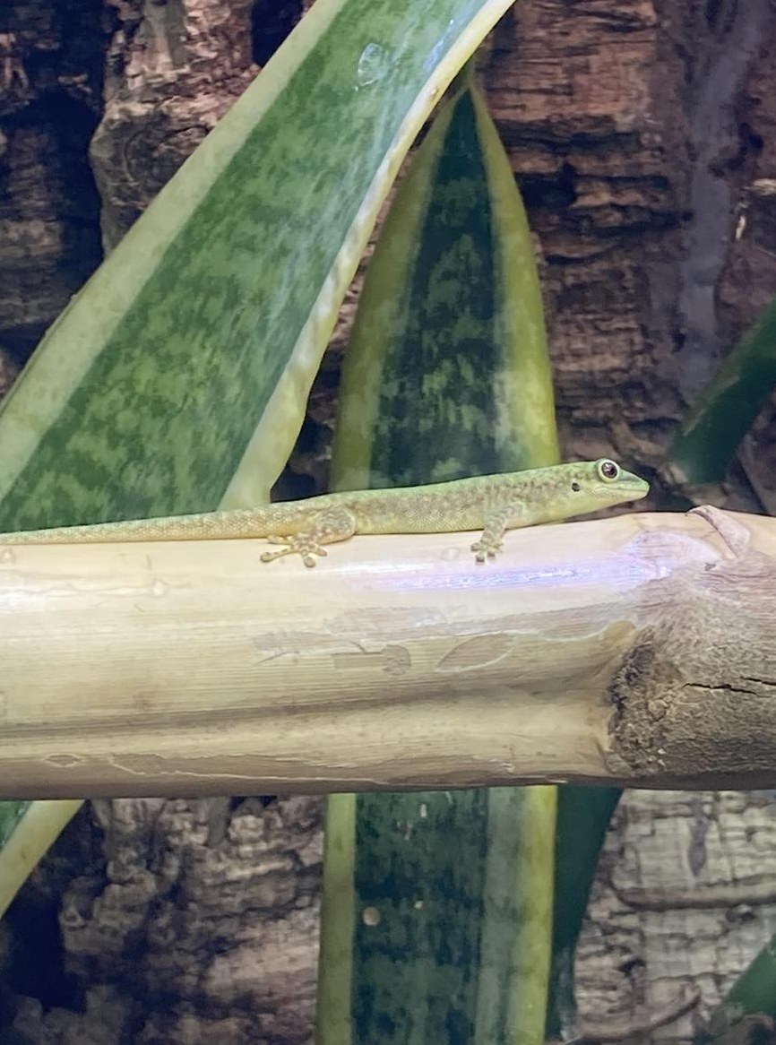 Taggecko Phelsuma robertmertensi 0.1