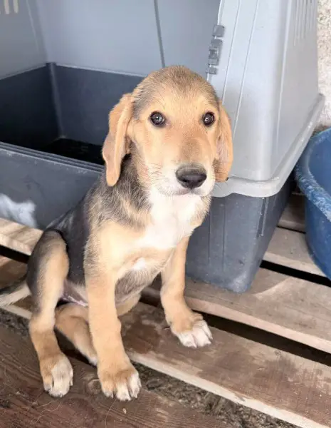 Maya, Mischlingshündin, ca. 6 Monate, z.zt. in Griechenland