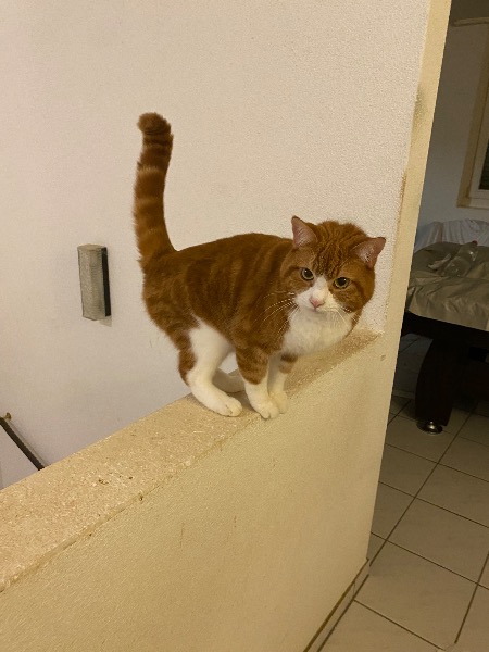 Verkaufe Katze Perser mix