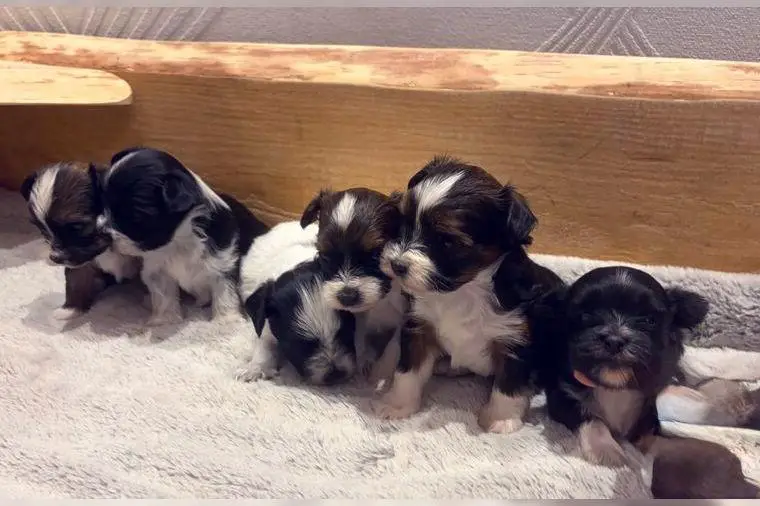 Havapoo Yorkshire Terrier Welpen