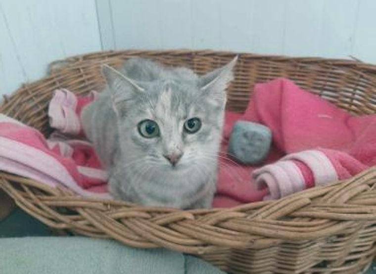 Fei, kleine Schönheit, ca. 7 Monate