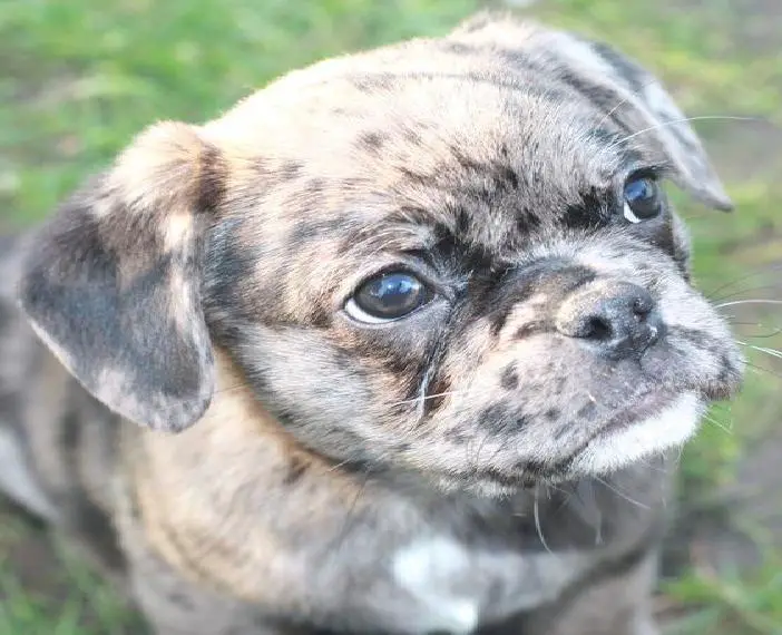 Kunterbunte Retromops Welpen in merle Sportmops freiatmend