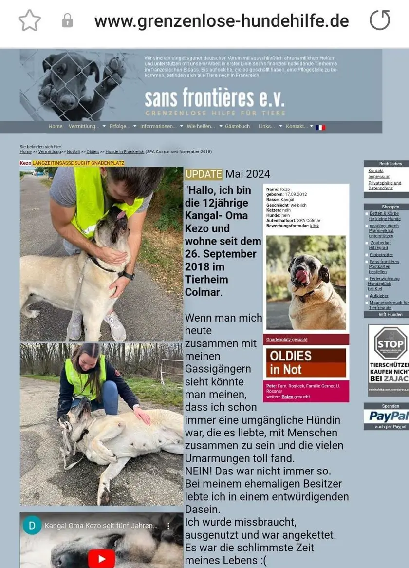 Verschiedene Hunde suchen einen Gnadenplatz