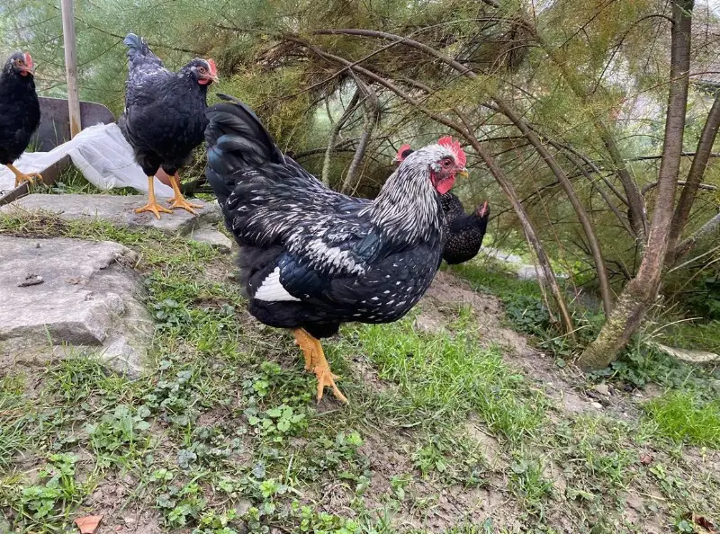 Reinrassiger Barnevelder Junghahn abzugeben