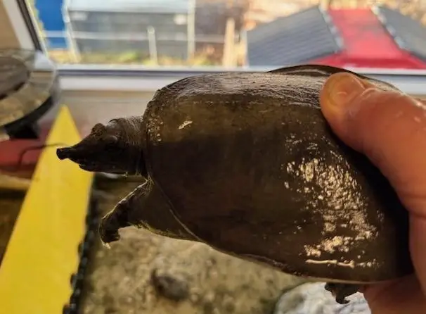 Weichschildkröte weiblich zu verkaufen