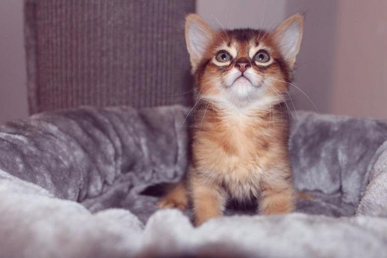 Entzückende Somali-Kitten männlich