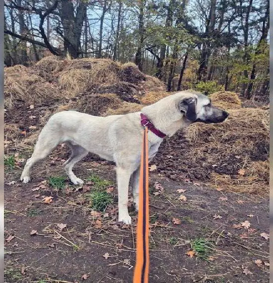 Kangal Rüde Familienhund 1 Jahr