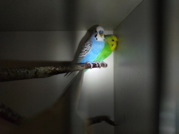 Junge u. ältere Wellensittiche