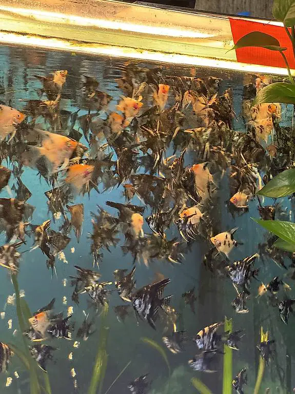 Skalar fische zum verkaufen