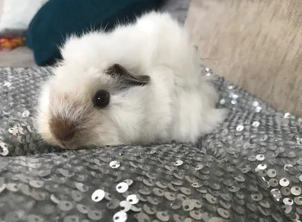 Junge California Meerschweinchen suchen Zuhause