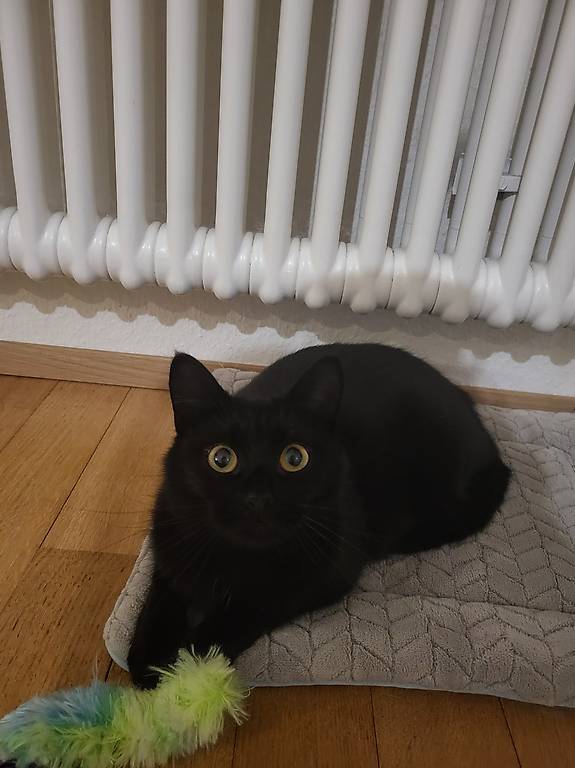 Einzelprinzessin sucht ein neues Zuhause