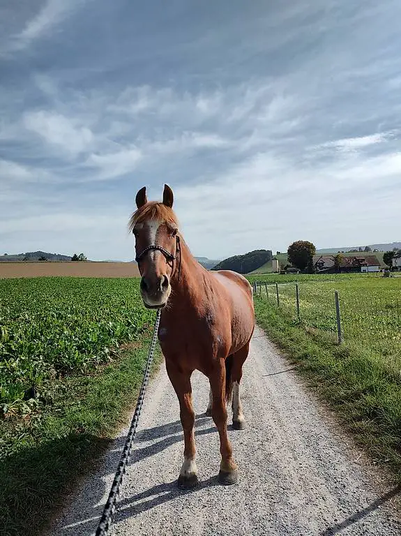 Reitbeteiligung gesucht