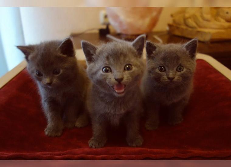 Reinrassige Kartäuser Chartreux Katzenkitten