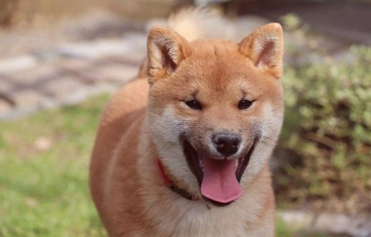 Shiba Inu Mädchen sucht ein tolles Zuhause mit Papieren.