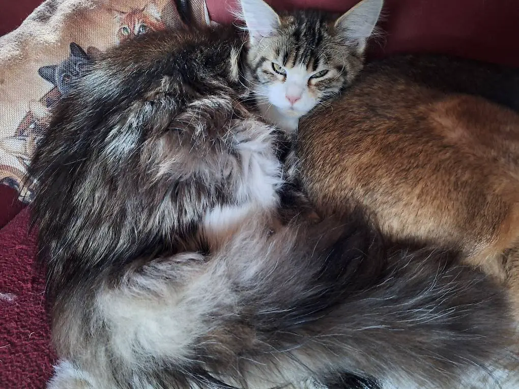 Maine coon Kätzin
