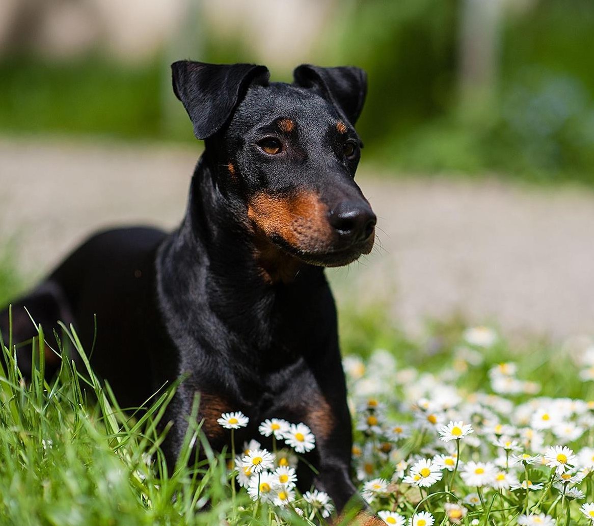 Manchester Terrier Deckrüde mit Schweizer Stammbaum