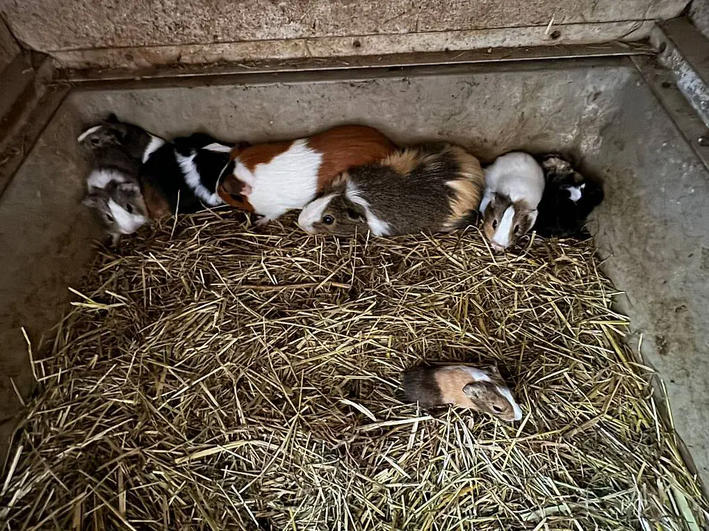 Junge Meerschweinchen gratis abzugeben