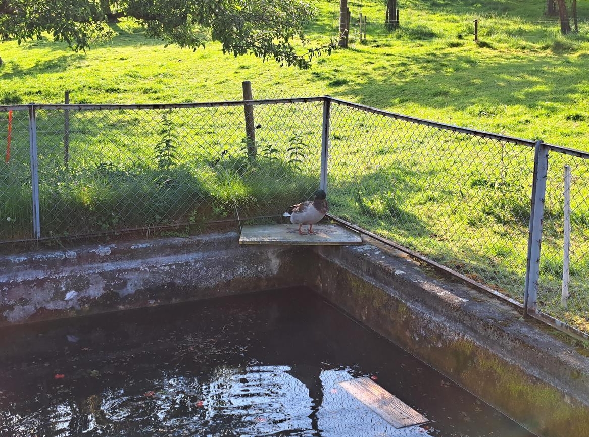 Weibliche Stockente dringend gesucht