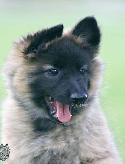 Tervueren Belgischer Schäferhund Welpe mit FCI-Dokumenten