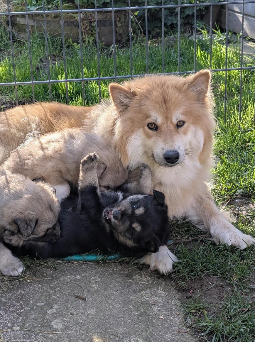 Finnische Lapphund Welpen, männlich