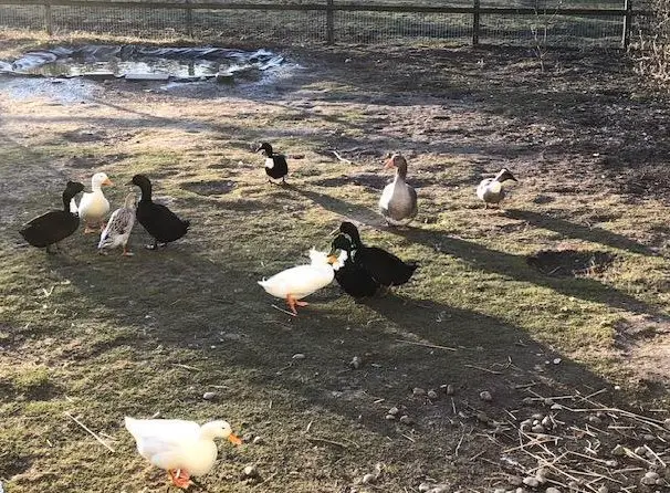 Einige Pommernenten abzugeben