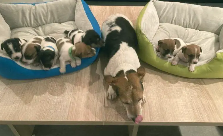 Jack Russel Terrier Welpen, Tricolore (Sunny)