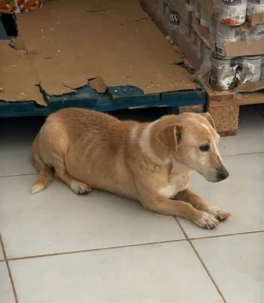 Margariti, Hündin, ca. 10 Jahre, z.zt. in Griechenland