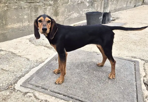 Biene: Mischlingshündin, ca. 2,5 Jahre, z.zt. in Griechenland