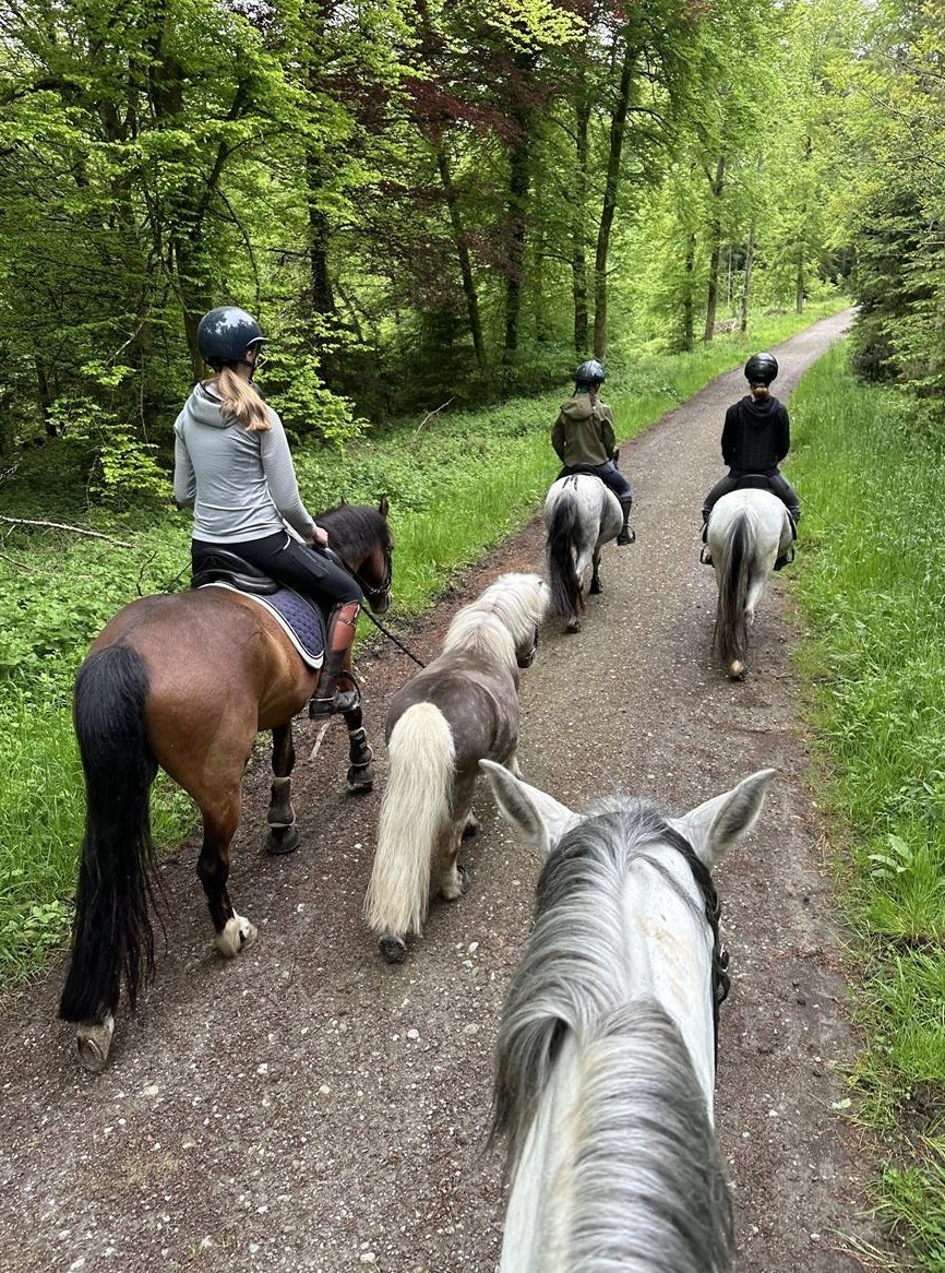 Reitbeteiligung für Kinder am Mittwoch Nachmittag, Rümlang ZH