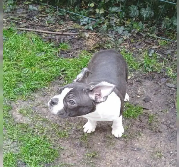 Boston Terrier Rüde, vielversprechend