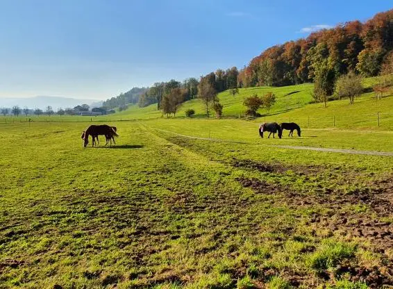 Schöne Fensterbox zu vermieten auf Bauernhof