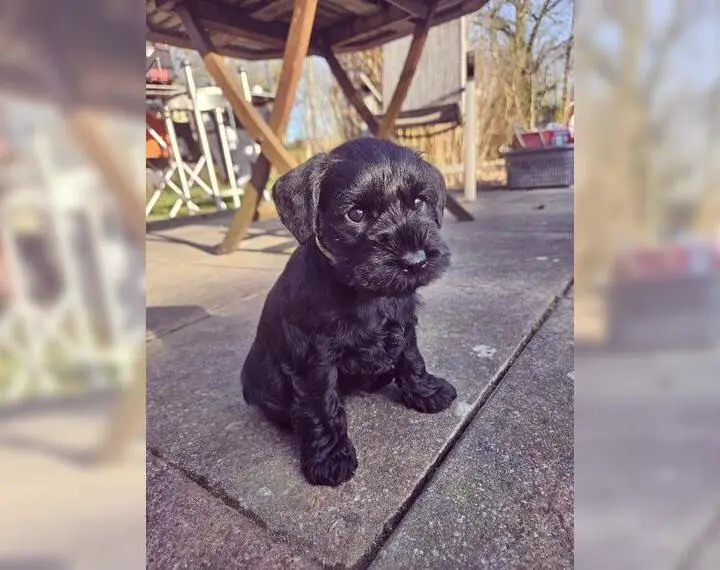 Zwergschnauzer schwarz Hündin