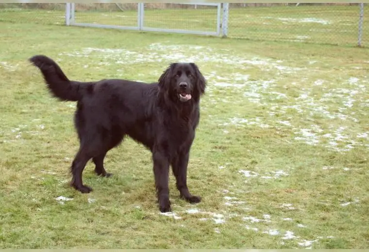 Hovawart Rocco, Rüde, schwarz, 4 Jahre sucht einen neuen Besitzer