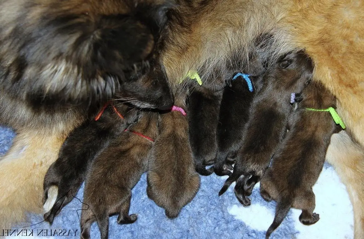 Belgischer Schäferhund, Tervueren Welpen mit FCI-Dokumenten