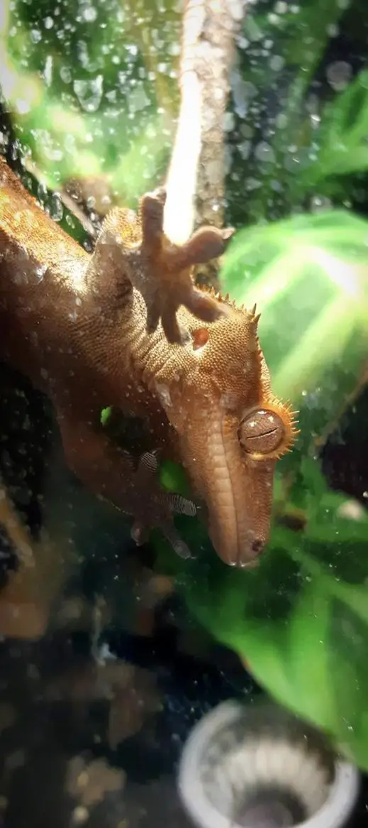 Kronengecko, männlich, 3-jährig mit Terrarium + Zubehör