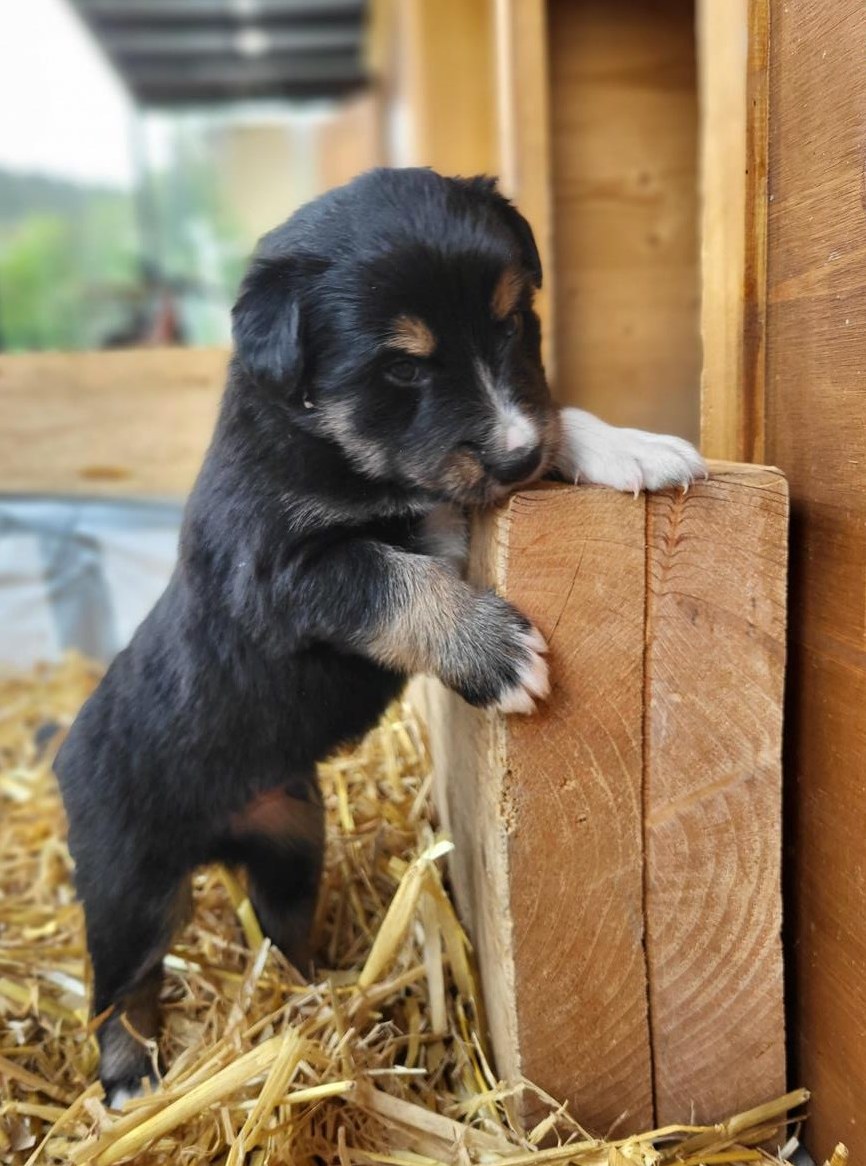 Border Collie x Appenzeller Mischlingsrüde sucht neues Zuhause
