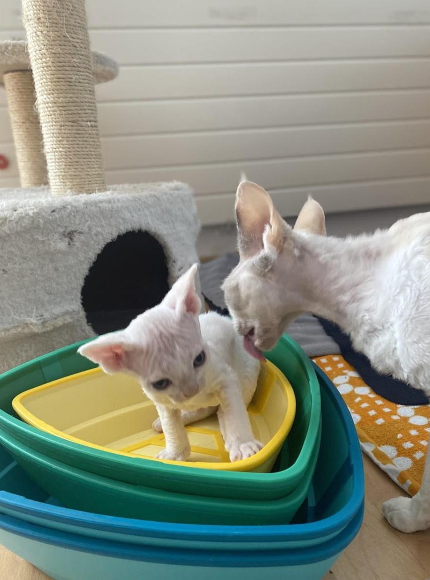 Devon Rex Kätzchen, Junge zu verkaufen